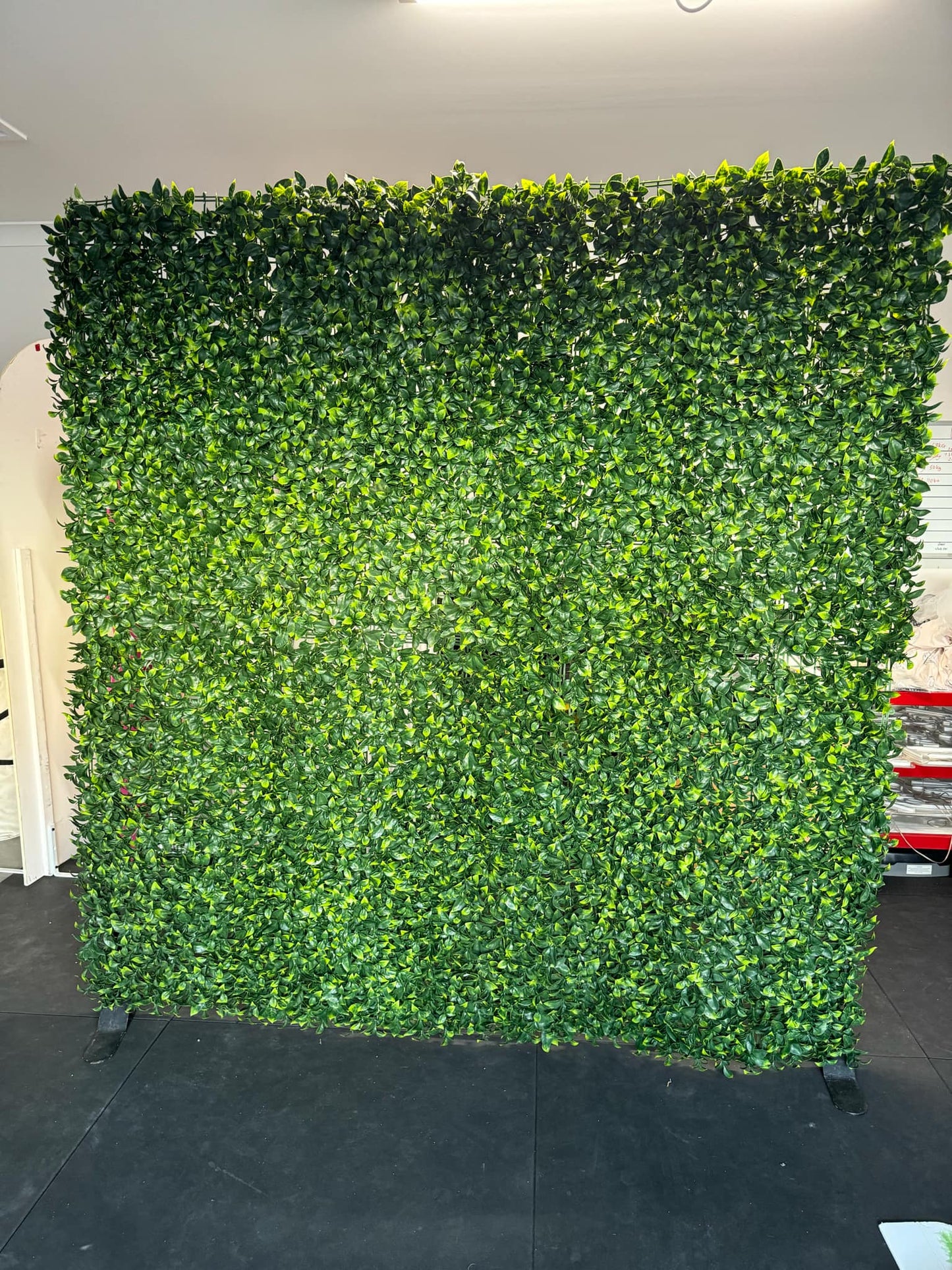 Jungle Wall Packages